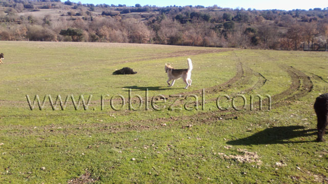 Residencia canina Medina de Pomar roblezal